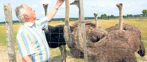 Von wegen Kopf in den Sand: Die Strauße von Manfred Drogosch sind der Hingucker an der Straße nach Salzbrunn.