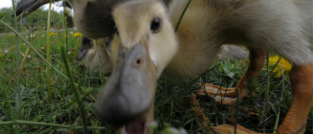Seit 1994 organisiert der Förderverband für den ländlichen Raum, pro agro, die Brandenburger Landpartie nun schon. Eröffnet wird die Landpartie in der Landgut-Brennerei Sellendorf bei Golßen im Spreewald. In diesem Jahrw wird sie auf in Sellendorf im Spreewald eröffnet - in einem Betrib in dem schon 1780 eine Kartoffelbrennerei in Betrieb genommen worden war.