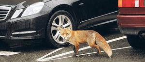 Sie sind unter uns. Der Fuchs fühlt sich in Berlin sehr heimisch.