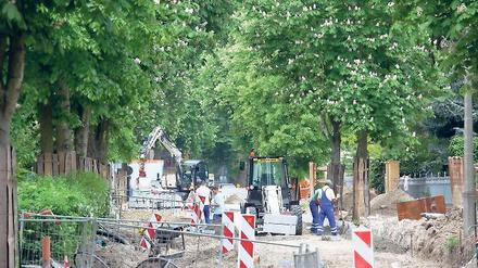 Oben grün, unten zerstört: Die Wurzeln der Kastanien in der Mangerstraße sind durch Bauarbeiten beschädigt worden.