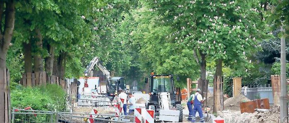 Oben grün, unten zerstört: Die Wurzeln der Kastanien in der Mangerstraße sind durch Bauarbeiten beschädigt worden.
