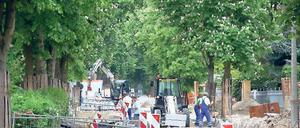 Oben grün, unten zerstört: Die Wurzeln der Kastanien in der Mangerstraße sind durch Bauarbeiten beschädigt worden.