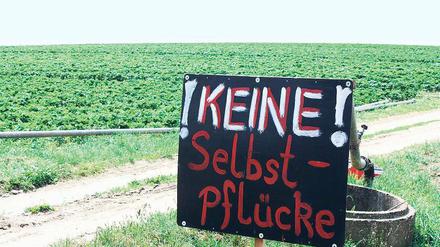 Für Selbstpflücker ist der Ertragsausfall im Werderaner Raum zu groß.