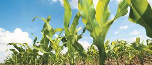 Dominant. Immer mehr Mais wird als Energiepflanze angebaut – ökologisch ist daran oft wenig.