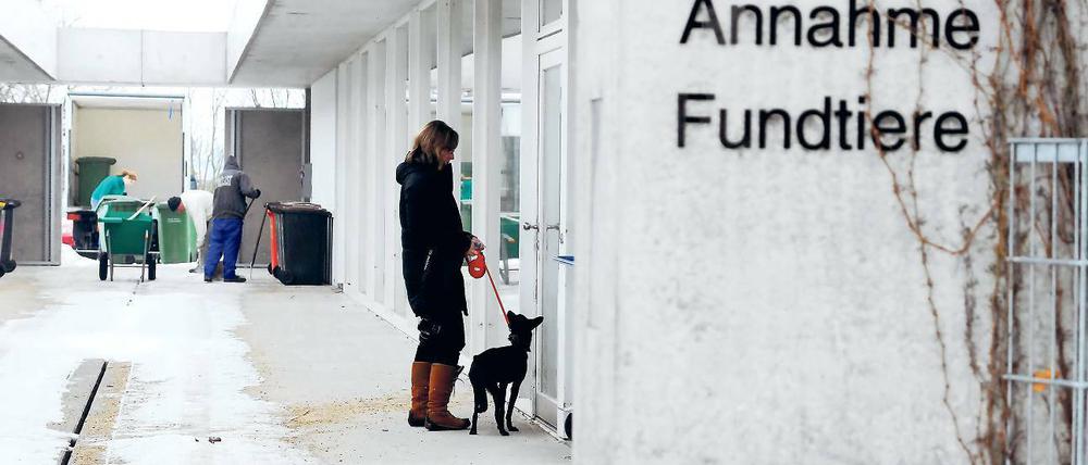 Nicht in Potsdam: So sieht es im Tierheim in Berlin-Falkenberg aus, dass dort der örtliche Tierschutzverein betreibt. In Potsdam dagegen stehen die Planungen für ein neues Tierheim, es sollte in Fahrland entstehen, einmal mehr vor dem Aus.