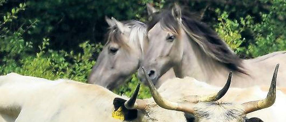 Englische Parkrinder und Konik-Ponys unweit von Hobrechtsfelde.
