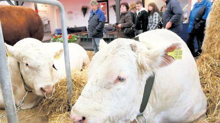 Uckermärker Bullen gehören zu den Atraktionen der größten Brandenburger Agrarschau BraLa in Paaren/Glien (Havelland).