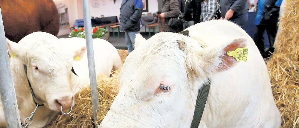 Uckermärker Bullen gehören zu den Atraktionen der größten Brandenburger Agrarschau BraLa in Paaren/Glien (Havelland).