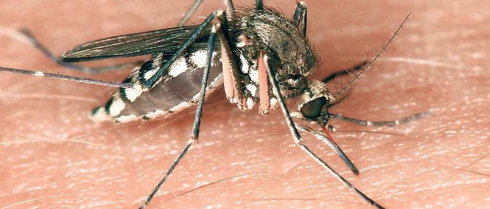 Blutsauger. Neben den heimischen Mückenarten fühlen sich auch zunehmend fremde Arten in Deutschland wohl, darunter auch solche, die Krankheiten übertragen.