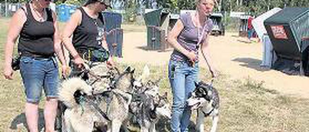 Abkühlung am Hundestrand: Die Huskys von Ines Babbert (M.).