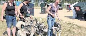 Abkühlung am Hundestrand: Die Huskys von Ines Babbert (M.).