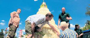 Ein Wahrzeichen geht auf Reisen: Zum Festausklang bestückten die Beelitzer gestern ihre Spargelpyramide.