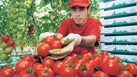 In Wollup ist derzeit „Hauptproduktionszeit für Tomaten“, wöchentlich werden von Werder Frucht an sich 150 Tonnen verkauft.