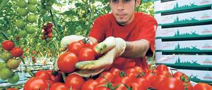 In Wollup ist derzeit „Hauptproduktionszeit für Tomaten“, wöchentlich werden von Werder Frucht an sich 150 Tonnen verkauft.