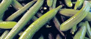 Im Visier der Labore. Spanische Gurken sind offenbar nicht für EHEC-Erkrankungen verantwortlich. Gesundheitsminister warnen aber weiter vor dem Verzehr roher Tomaten, Salaten und Gurken.