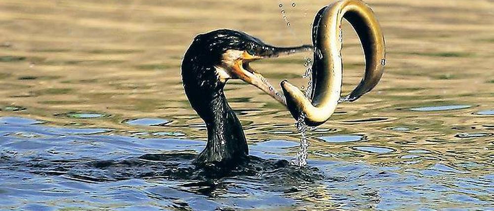 Aalesfresser? Dem Kormoran wird nachgesagt, so wie hier auf der Havel in Potsdam, zuviel Aal zu essen.