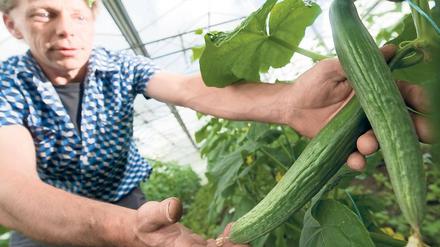Ladenhüter. Aus Angst vor dem EHEC-Erreger machen Verbraucher derzeit einen großen Bogen um die Gemüse-Regale. Nicht nur Gurken werden gemieden, auch Salate und Tomaten. Im Land Brandenburg bleiben deshalb Gemüsebauern auf ihren Produkten sitzen.
