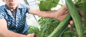 Ladenhüter. Aus Angst vor dem EHEC-Erreger machen Verbraucher derzeit einen großen Bogen um die Gemüse-Regale. Nicht nur Gurken werden gemieden, auch Salate und Tomaten. Im Land Brandenburg bleiben deshalb Gemüsebauern auf ihren Produkten sitzen.
