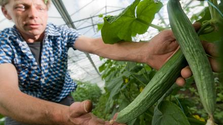 Ladenhüter. Aus Angst vor dem EHEC-Erreger machen Verbraucher derzeit einen großen Bogen um die Gemüse-Regale. Nicht nur Gurken werden gemieden, auch Salate und Tomaten. Im Land Brandenburg bleiben deshalb Gemüsebauern auf ihren Produkten sitzen.
