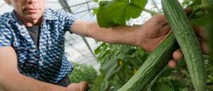 Ladenhüter. Aus Angst vor dem EHEC-Erreger machen Verbraucher derzeit einen großen Bogen um die Gemüse-Regale. Nicht nur Gurken werden gemieden, auch Salate und Tomaten. Im Land Brandenburg bleiben deshalb Gemüsebauern auf ihren Produkten sitzen.