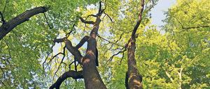 Streit unter dem Blätterdach. Wie kann das Grün in den Schwielowsee-Ortsteilen vor Kahlschlag geschützt werden?