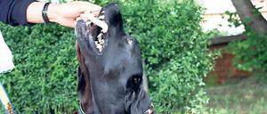 Spargelzeit für Mocca. In ein paar Wochen schmecken auch die Pfirsiche.