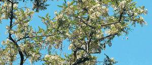 Reich blühend. Die Robinie.