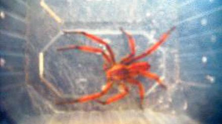 Die giftige Wanderspinne überstand den Weg von Costa Rica unbeschadet.