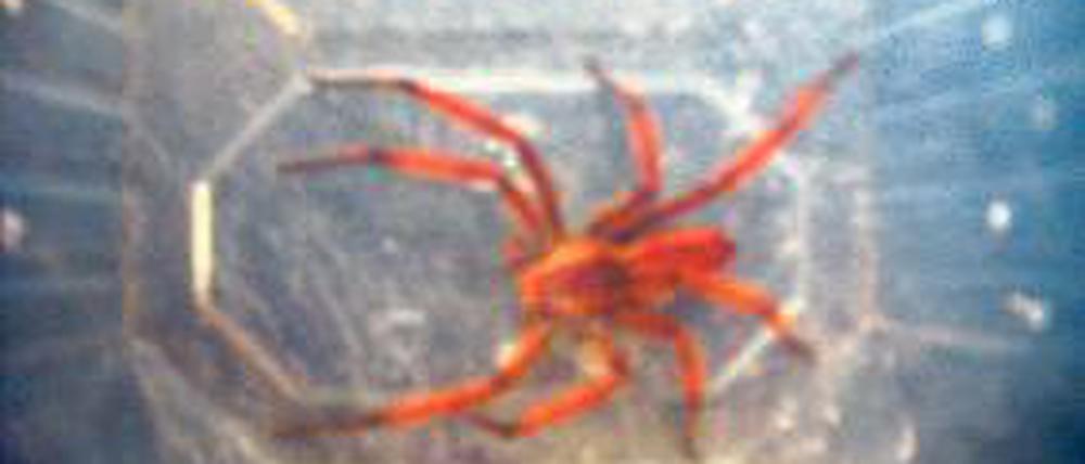 Die giftige Wanderspinne überstand den Weg von Costa Rica unbeschadet.