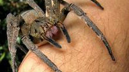Eine brasilianische Wanderspinne krabbelte am Mittwoch in einem Supermarkt aus einer Bananenkisten. Das Tier ist hochgiftig.