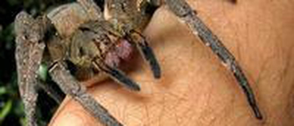 Eine brasilianische Wanderspinne krabbelte am Mittwoch in einem Supermarkt aus einer Bananenkisten. Das Tier ist hochgiftig.