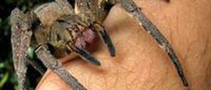 Eine brasilianische Wanderspinne krabbelte am Mittwoch in einem Supermarkt aus einer Bananenkisten. Das Tier ist hochgiftig.