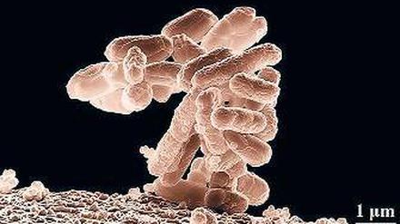 Darmbewohner. Escherichia coli.