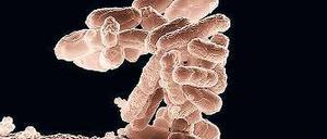 Darmbewohner. Escherichia coli.