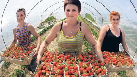 Die polnischen Erntehelferinnen Renata Jozefezak Sabina Siepak und Marta Ral (v.l.) mit frisch geerntete Erdbeeren.