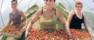 Die polnischen Erntehelferinnen Renata Jozefezak Sabina Siepak und Marta Ral (v.l.) mit frisch geerntete Erdbeeren.