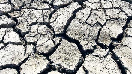 Verdunstet: Selbst dort wo noch bis vor wenigen Wochen große Wasserflächen standen wie hier bei Wriezen im Oderbruch, ist nun der Ackerboden ausgetrocknet und aufgerissen. Statt des Hochwassers bedroht nun die Dürre die Ernten der Bauern.