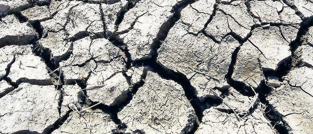 Verdunstet: Selbst dort wo noch bis vor wenigen Wochen große Wasserflächen standen wie hier bei Wriezen im Oderbruch, ist nun der Ackerboden ausgetrocknet und aufgerissen. Statt des Hochwassers bedroht nun die Dürre die Ernten der Bauern.