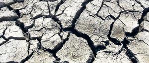 Verdunstet: Selbst dort wo noch bis vor wenigen Wochen große Wasserflächen standen wie hier bei Wriezen im Oderbruch, ist nun der Ackerboden ausgetrocknet und aufgerissen. Statt des Hochwassers bedroht nun die Dürre die Ernten der Bauern.