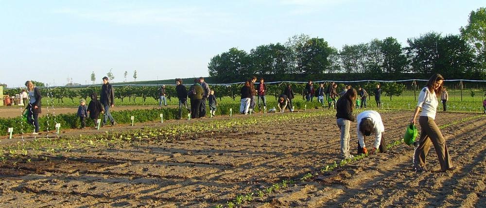 Saisonstart an der Holländermühle in Werder (Havel): In drei Wochen ist die erste Ernte.