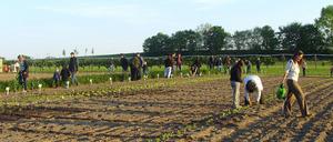 Saisonstart an der Holländermühle in Werder (Havel): In drei Wochen ist die erste Ernte.