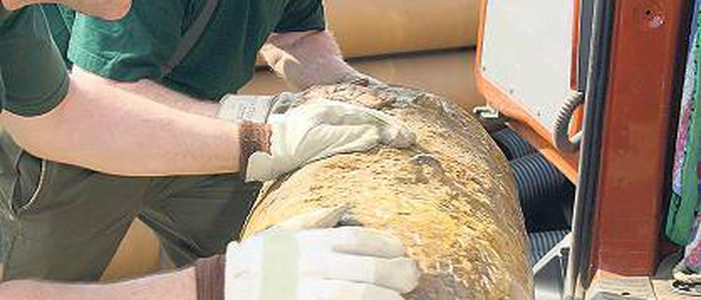 &#Fertig für den Abtransport. Mitarbeiter des Kampfmittelbeseitigungsdienstes der Polizei rollen einen entschärften Blindgänger auf einen Gabelstapler. Die Weltkriegsbombe war vor zwei Jahren bei Bauarbeiten auf dem RAW-Gelände entdeckt worden.