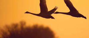 &amp;#Unter Beobachtung. Zwei Schwäne fliegen im Licht der untergehenden Sonne über einem Feld im Oderbruch. Im Odertal sollen weitere Beobachtungstürme entstehen.