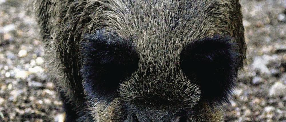 Ruhig Blut bei Wildschweinen: Lieber vorsichtig in Sicherheit bringen.