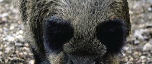Ruhig Blut bei Wildschweinen: Lieber vorsichtig in Sicherheit bringen.