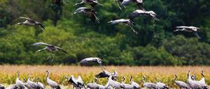 Auf der Durchreise. Kraniche sind in diesen Tagen bei ihrer Rast zu beobachten.