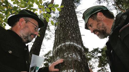Forstexperten Jörg Haase (l.) aus Berlin und Bolko Haase aus Trippstadt (Rheinland-Pfalz) an einer Schottischen Kiefer, die vor genau 100 Jahren in Chorin gepflanzt wurde.