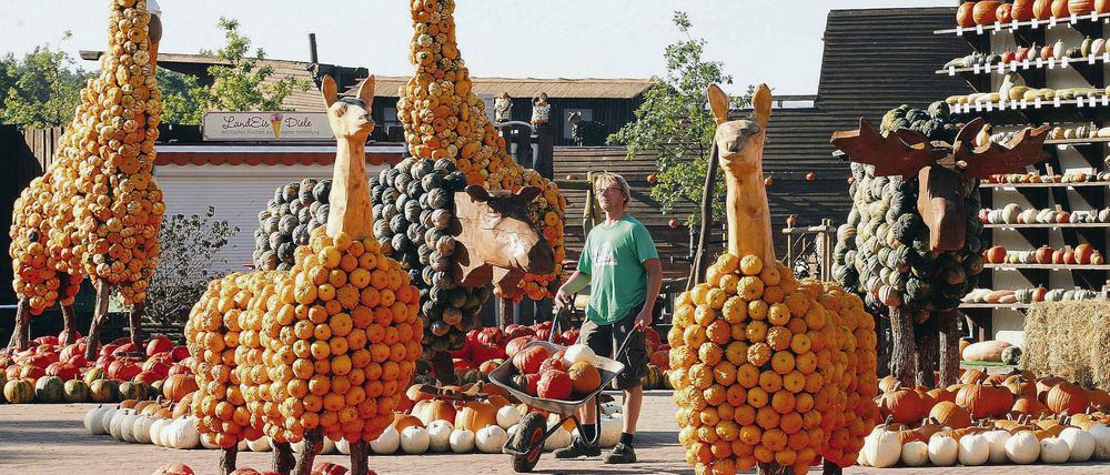 32 verschiedene Tiere wurden aus 22 000 Kürbissen gestaltet. Insgesamt werden in den kommenden Wochen 400 Kürbissorten auf dem Erlebnishof Klaistow gezeigt.