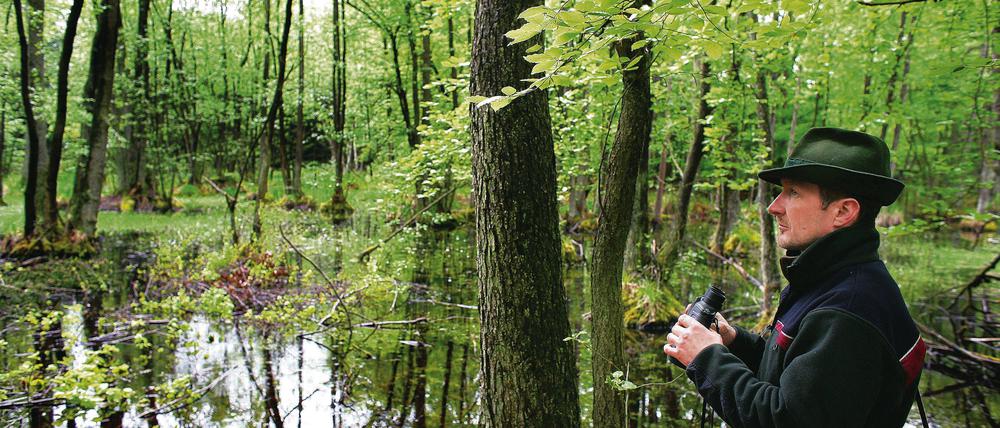 Mann im Moor. Revierförster Dietmar Discher arbeitet auf morastigem Untergrund im 100 Jahre alten Naturschutzgebiet Plagefenn im Biosphärenreservat Schorfheide-Chorin. Spaziergänger sollten hier nur auf erlaubten Pfaden wandeln.