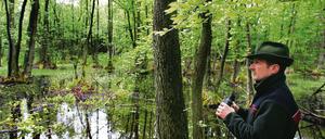 Mann im Moor. Revierförster Dietmar Discher arbeitet auf morastigem Untergrund im 100 Jahre alten Naturschutzgebiet Plagefenn im Biosphärenreservat Schorfheide-Chorin. Spaziergänger sollten hier nur auf erlaubten Pfaden wandeln.